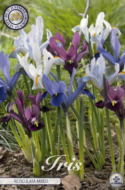 Iris Reticulata Mixed x15 5/6