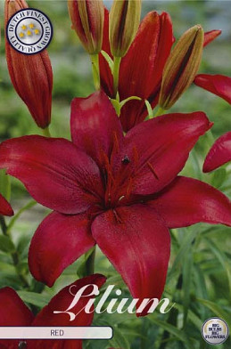 Lilium Asiatic Red  x2 16/18