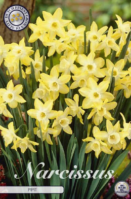 Narcis Botanical Pipit x7 12/+