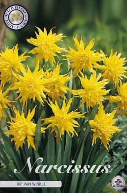 Narcis Botanical Rip van Winkle x7 12/+