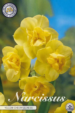 Narcis Double Yellow Cheerfulness x5 14/16