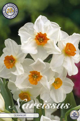 Narcis Tazetta Geranium x5 14/16