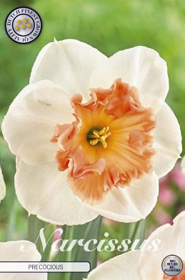 Narcissus Large Cupped Precocious x5 14/16