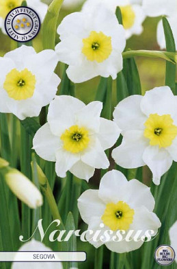 Narcissus Small Cupped Segovia x7 12+