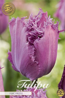Tulp Fringed Lilac Frizzle x7 12/+