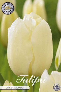 Tulp Single Late City of Vancouver x7 12/+
