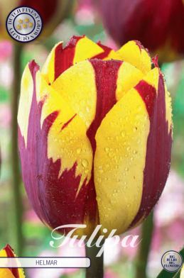 Tulp Triumph Helmar x10 12/+