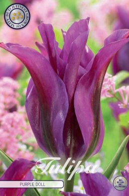 Tulp Viridiflora Purple Doll x7 12+