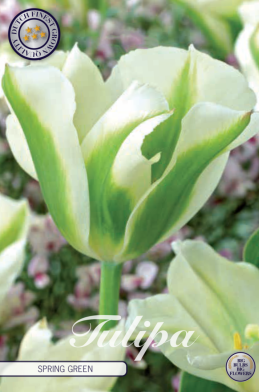 Tulp Viridiflora Spring Green x7 12/+