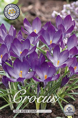 Crocus Chrysanthus Ruby Giant x 50 5/6