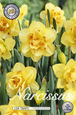 Narcis Double Tahiti x12 14/16