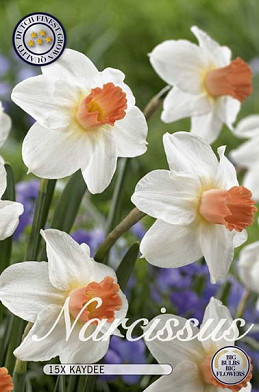 Narcissus Skype x15 12/14