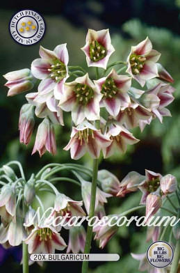 Nectaroscordum Bulgaricum x20 10/+