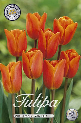 Tulipa Orange van Eijk x20 12/+