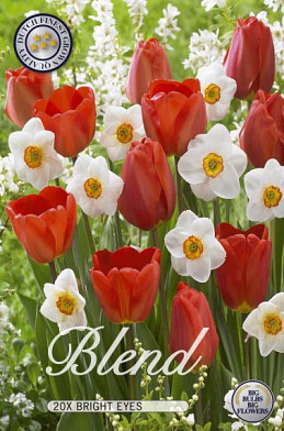 Tulipa/Narcissus Blend Bright Eyes x20 12/+