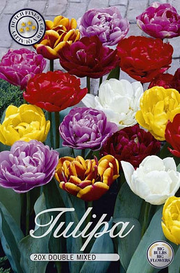 Tulp Double Late Mixed x15 12/+
