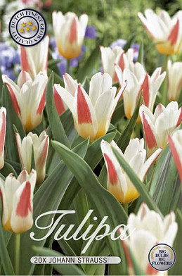Tulp Kaufmania Johann Strauss x15 12/+