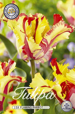 Tulp Parrot Flaming Parrot x15 12/+