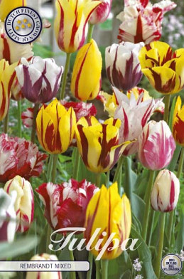 Tulp Rembrandt Mixed x50 10/11