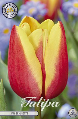 Tulip Triumph Jan Seignette x10 12/+