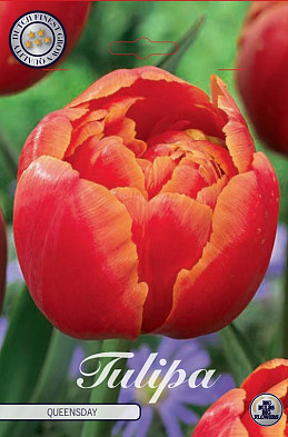 Tulp Double Late Queensday x7 12/+