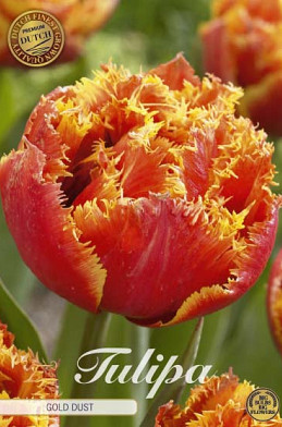 Tulp Fringed Double Gold Dust x7 12/+