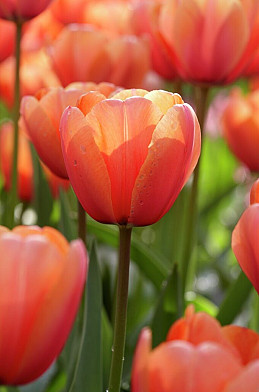 Apricot Impression 10/11