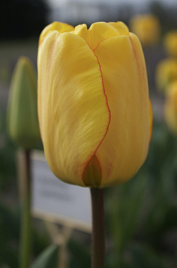 Blushing Apeldoorn 10/11