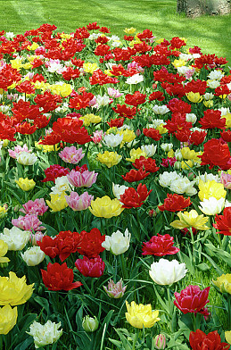 Dubbel Early Mixed 12/+