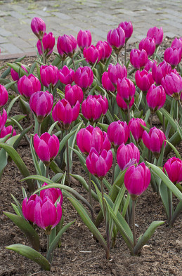 Humilis Violacea Black Base 6/+