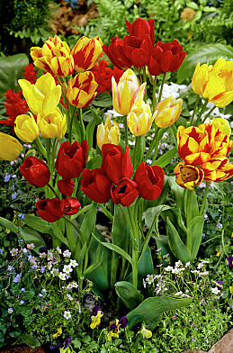 Multiflowering Mixed 12/+