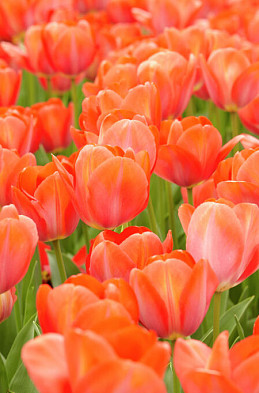 Orange van Eijk 12/+