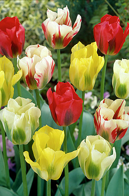 Viridiflora Mixed 12/+