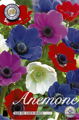 Anemoon The Caen Mixed x50 5/6