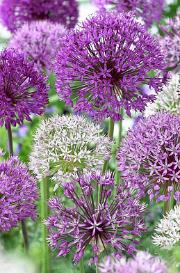 5420 mixed 10 12 3139