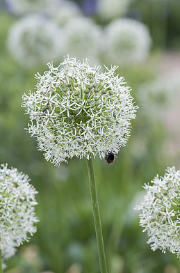 5427 mount everest 20 22 7846