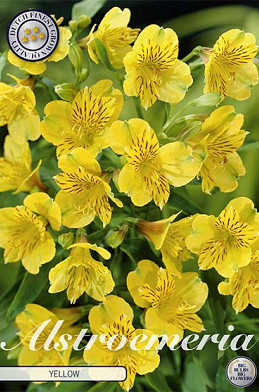 Alstroemeria Yellow x2 I .