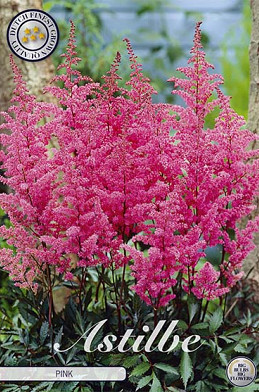 Astilbe Pink x 1 I .