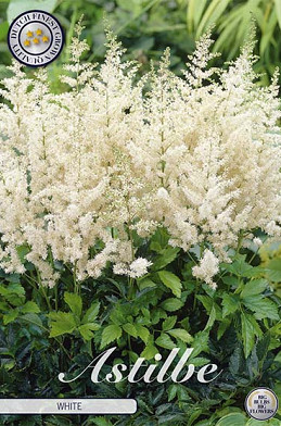 Astilbe White x 1 I .