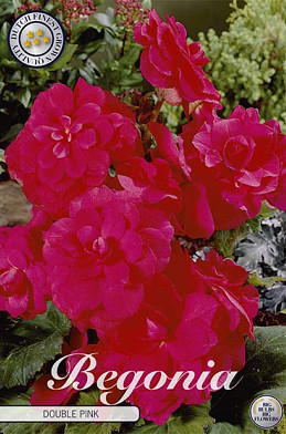 Begonia Dubbel Rose x 3 5/6
