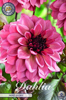 Dahlia Deco. Night Silence x1 I .