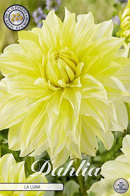 Dahlia Deco. La Luna x1 I