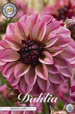 Dahlia Deco. Senior's Hope x1 I