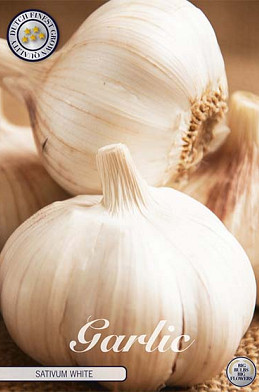 Garlic Sativum White x 3 I .