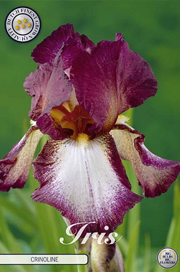 Iris Germanica Crinoline x1 I