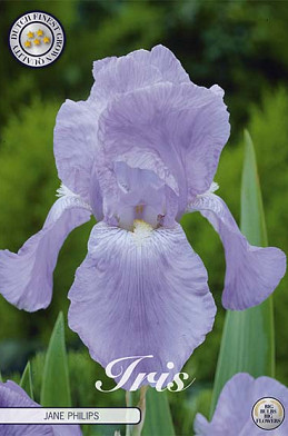 Iris Germanica Jane Philips x1 I