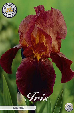 Iris Germanica Ruby Mine x 1  I