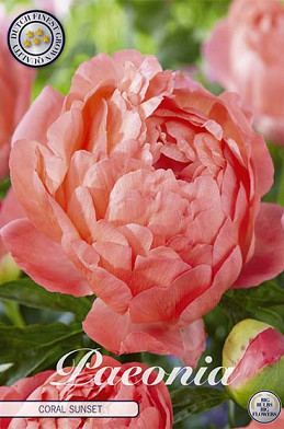 Paeonia Coral Sunset x 1 I