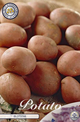 Potato Bildtstar .