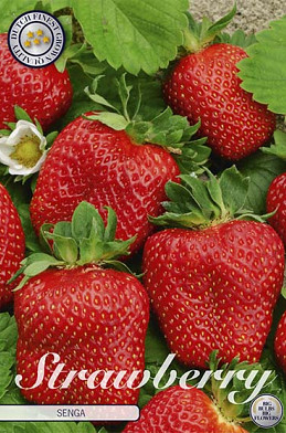 Strawberry Senga x 3 I .